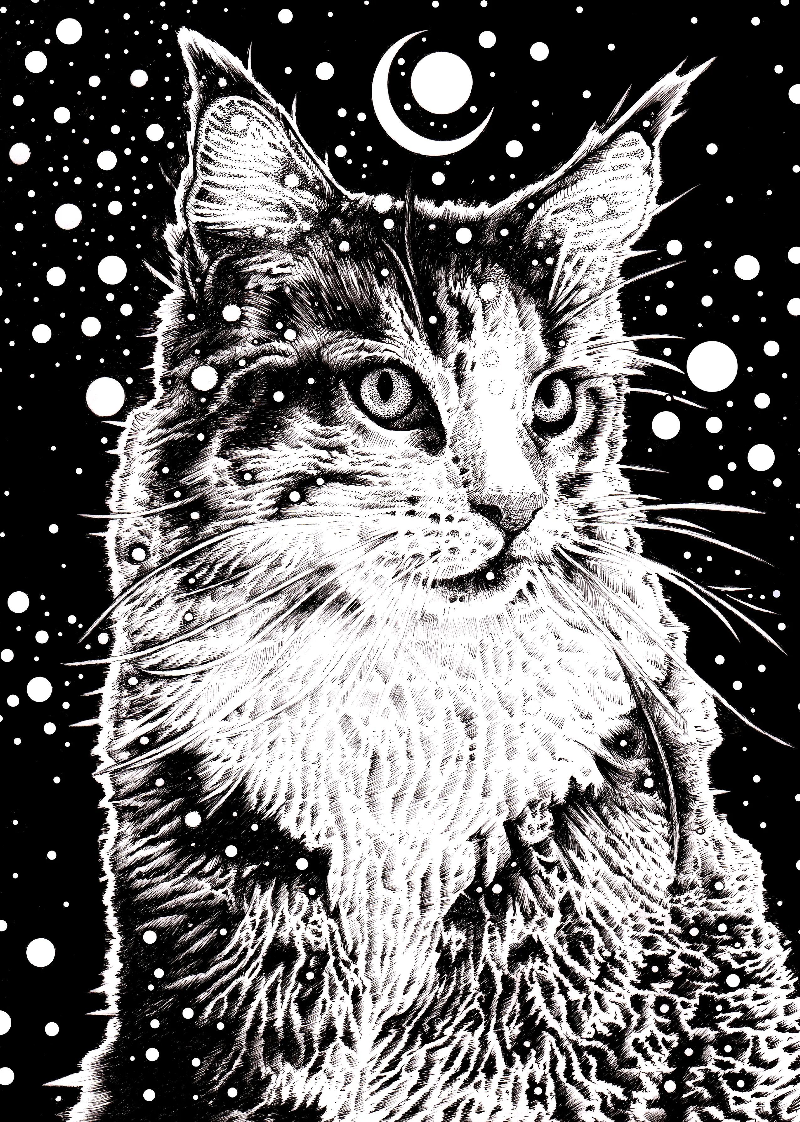 SPACE CAT